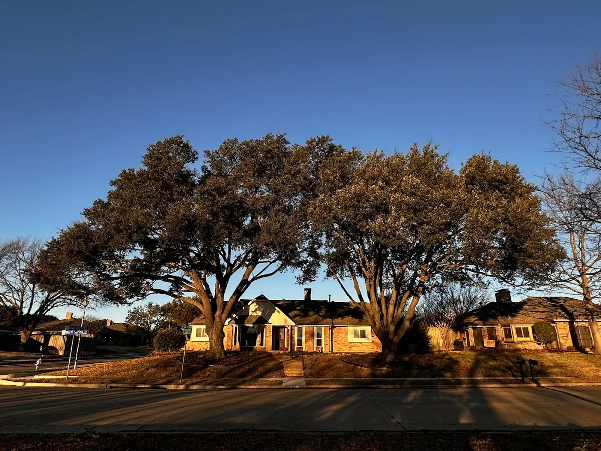 Established residential canopy tree shading a home in Pilot Mound